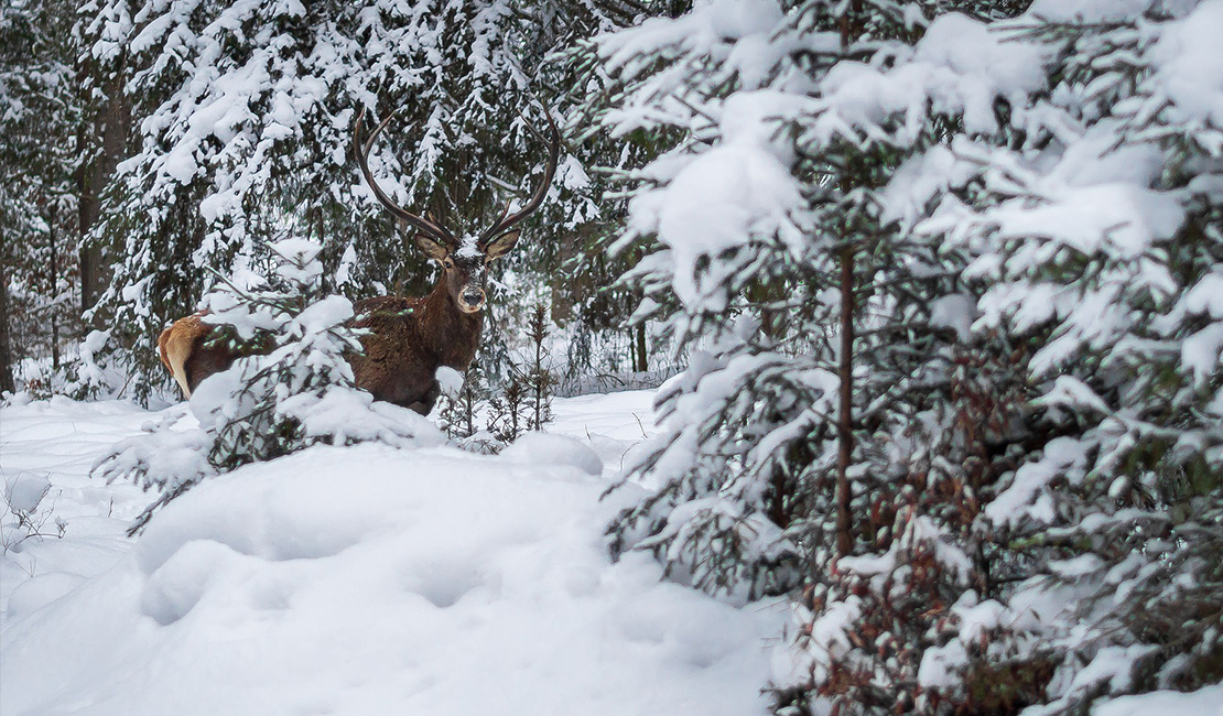 Forst & Jagd Dialog: Überwinterungskonzepte für Schalenwild