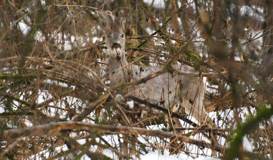 Was Hirsch und Reh im Winter brauchen, Presseaussendung Forst & Jagd Dialog