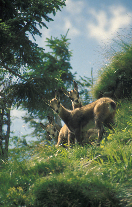 Der Forst & Jagd Dialog, Symbolbild