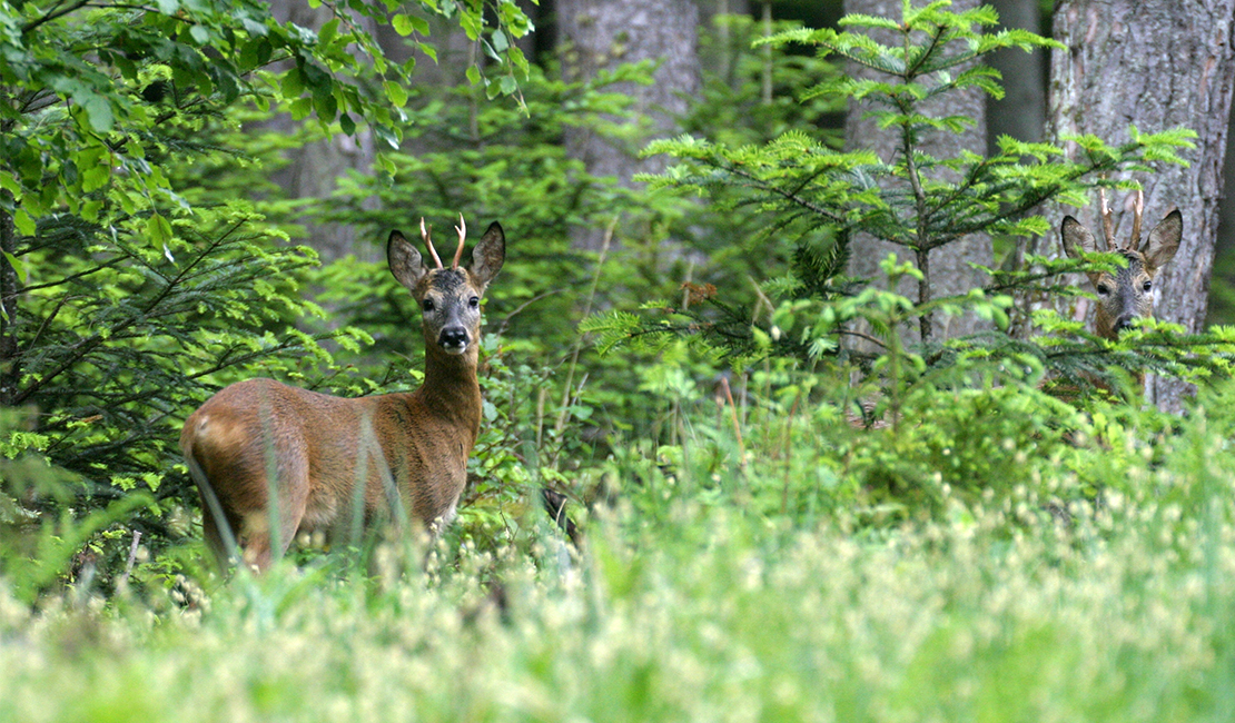 4. Jahresbilanz: Forst & Jagd Dialog in Österreich